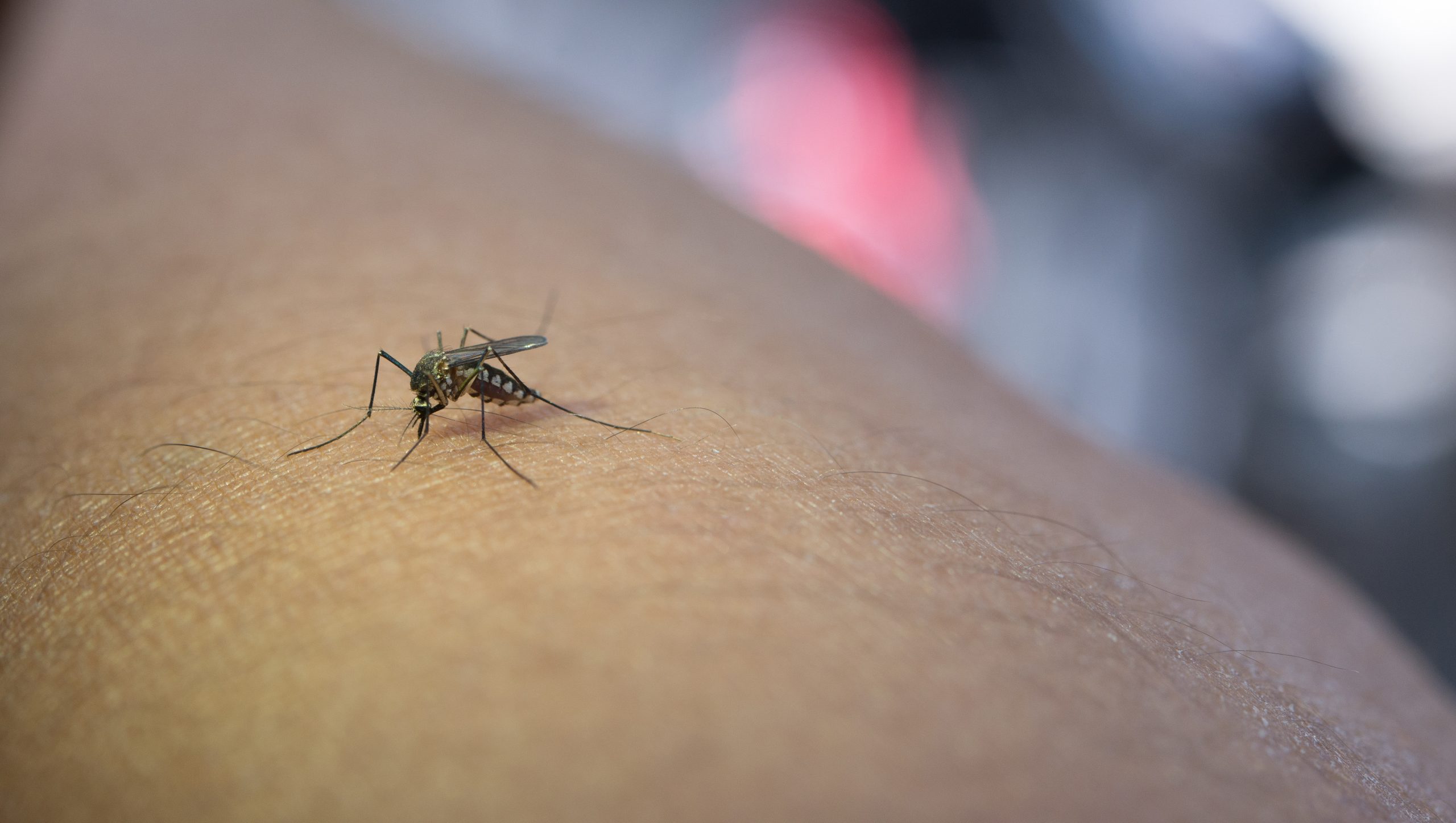 Malaria Prevention: How to Keep Mosquitoes Out of Your Space